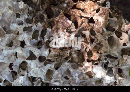 Abstract slightly blurred background with insect live scene in the rainforest, Amazon River basin in South America Stock Photo