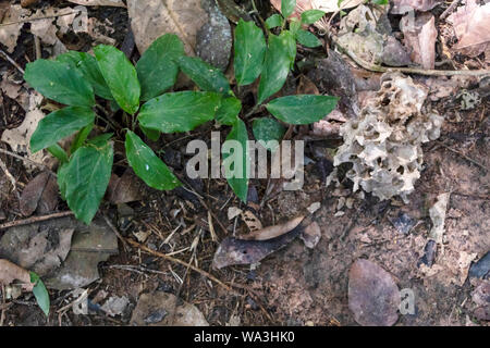 Slightly blurred nature background . Rainforest flora of Amazon River basin in South America. Nature protection and sustainable living concept Stock Photo