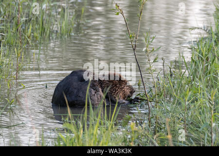 Beaver (Castor fiber) sitting on the river bank and eating. Cracow, Lesser Poland, Poland. Stock Photo