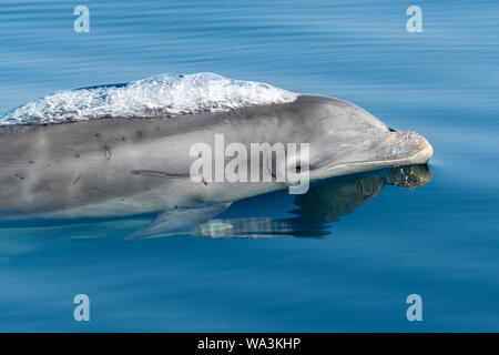 A year old Bottlenose dolphin baby surfaces to breathe, Moray Firth, Scotland.