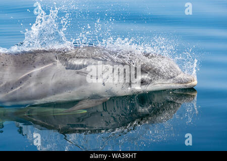 A year old Bottlenose dolphin baby surfaces to breathe in mirror calm blue sea, Moray Firth, Highlands of Scotland.