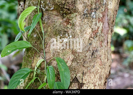 Slightly blurred nature background . Rainforest flora of Amazon River basin in South America. Nature protection and sustainable living concept Stock Photo