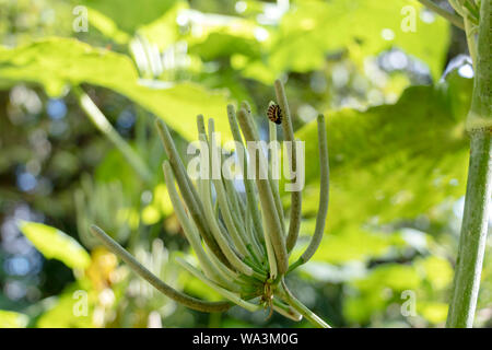 Slightly blurred nature background . Rainforest flora of Amazon River basin in South America. Nature protection and sustainable living concept Stock Photo