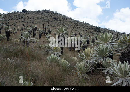 Grass and frailejones or Espeletia growing on the Páramo highland in the Reserve Ecológica El Ángel at 3800 meters in the Andes of Northern Ecuador. Stock Photo
