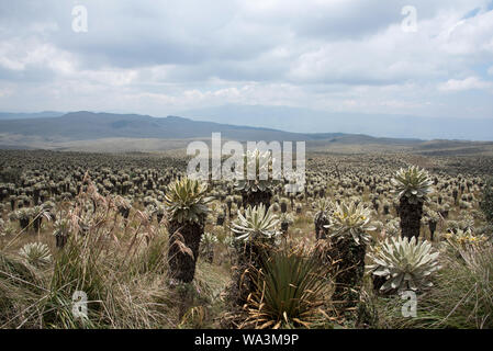 Grass and frailejones or Espeletia growing on the Páramo highland in the Reserve Ecológica El Ángel at 3800 meters in the Andes of Northern Ecuador. Stock Photo