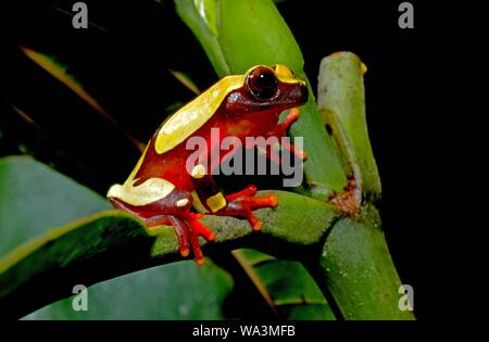 White-leaf frog (Dendropsophus leucophyllatus), on a leaf, French Guiana Stock Photo