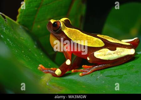 White-leaf frog (Dendropsophus leucophyllatus), on a leaf, French Guiana Stock Photo