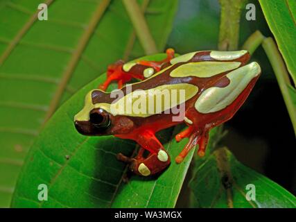 White-leaf frog (Dendropsophus leucophyllatus), on a leaf, French Guiana Stock Photo