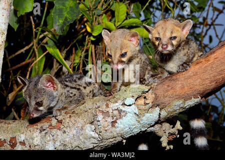 Common genets (Genetta genetta), young animals on a branch, Togo Stock Photo