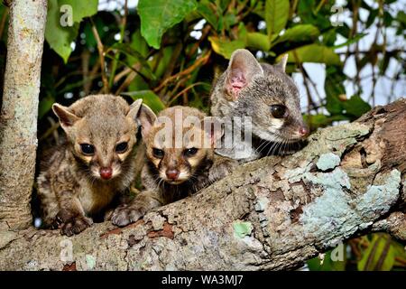 Common genets (Genetta genetta), young animals on a branch, Togo Stock Photo