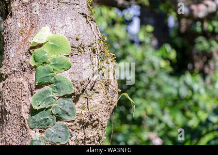 Slightly blurred nature background . Rainforest flora of Amazon River basin in South America. Nature protection and sustainable living concept Stock Photo