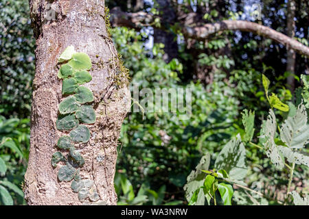 Slightly blurred nature background . Rainforest flora of Amazon River basin in South America. Nature protection and sustainable living concept Stock Photo