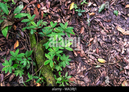 Slightly blurred nature background . Rainforest flora of Amazon River basin in South America. Nature protection and sustainable living concept Stock Photo