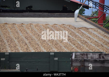 Coffee beans drying in the sun after the berry skins are removed Stock Photo