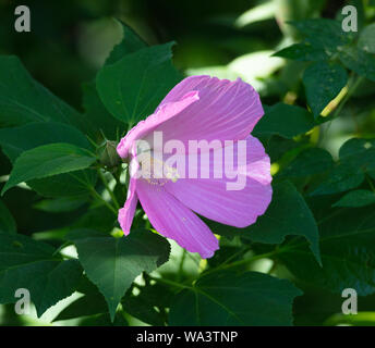 A beautiful Swamp Rose Mallow (Hibiscus moscheutos) blooms at the edge of a lake in Tennessee Stock Photo