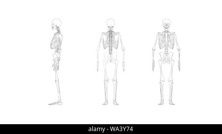 Skeleton multiple views of a computer renderd model of a human skeleton isolated on a white background. Stock Photo