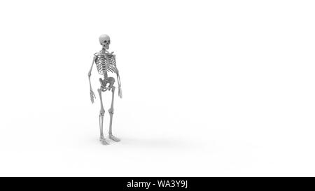 Skeleton multiple views of a computer renderd model of a human skeleton isolated on a white background. Stock Photo