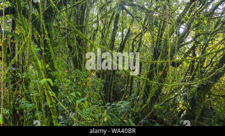 Beautiful green mossy forest in Cameron Highland Malaysia Stock Photo