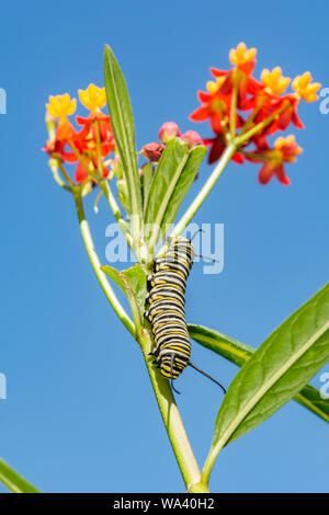 A Monarch Caterpillar feeding at a Monarch Waystation in Connecticut. Stock Photo