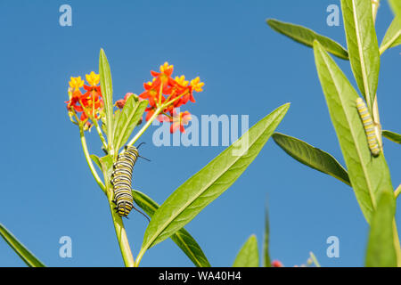 A Monarch Caterpillar feeding at a Monarch Waystation in Connecticut. Stock Photo