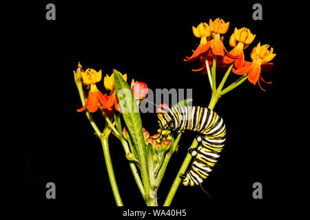 A Monarch Caterpillar feeding at a Monarch Waystation in Connecticut. Stock Photo