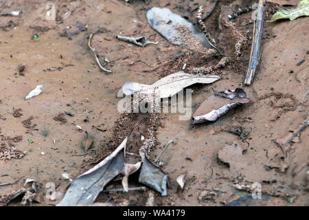 Abstract slightly blurred background with ant live scene in the rainforest, Amazon River basin in South America Stock Photo