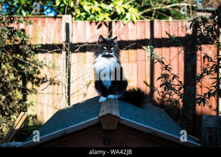 Cat sat on the roof Stock Photo