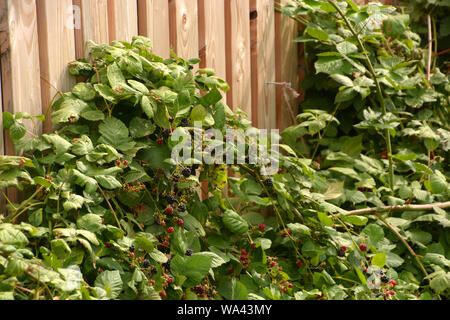rubus sect. rubus in late summer, blackberries growing on the wall of a wooden hut Stock Photo