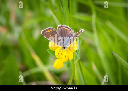 Brown argus (Polyommatus aricia agestis) feeding on a yellow flower Stock Photo