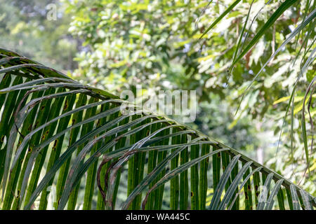 Slightly blurred nature background . Rainforest flora of Amazon River basin in South America. Nature protection and sustainable living concept Stock Photo