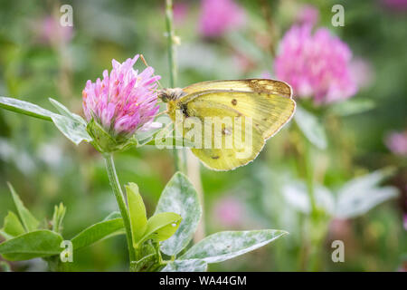 Common clouded yellow (Colias croceus) feeding on violet clay Stock Photo