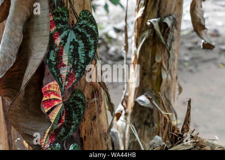 Slightly blurred nature background . Rainforest flora of Amazon River basin in South America. Nature protection and sustainable living concept Stock Photo