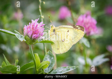 Common clouded yellow (Colias croceus) feeding on violet clay Stock Photo
