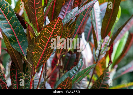 Slightly blurred nature background . Rainforest flora of Amazon River basin in South America. Nature protection and sustainable living concept Stock Photo