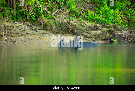hippo  swimming on a river bank just with the head over water in an National Park in Nepal Stock Photo