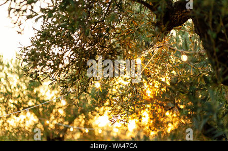 Olive branch with vintage bulbs at an outdoor party. Sunset light with rays crossing the leaves. Stock Photo