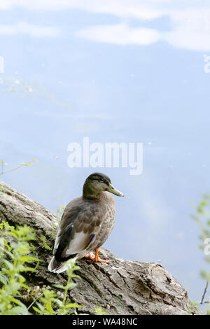 Le Canard colvert (Anas platyrhynchos) / The mallard (Anas platyrhynchos). Stock Photo