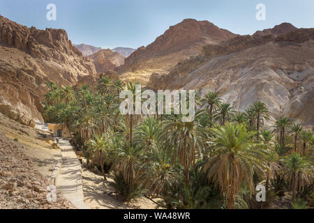 Beautiful Chebika mountain oasis in the middle of Sahara desert in Tunisia, sunlit palm trees, blue sky and impressive rocky cliffs Stock Photo