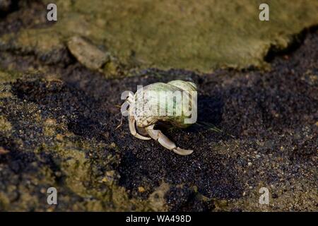 Green shell large female hermit crab on black background Stock Photo