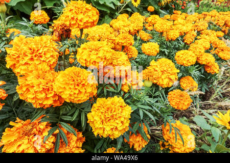 Orange french marigold in garden flower bed Stock Photo