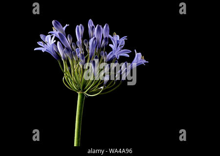 A beautiful blue Agapanthus flower photographed a black background Stock Photo
