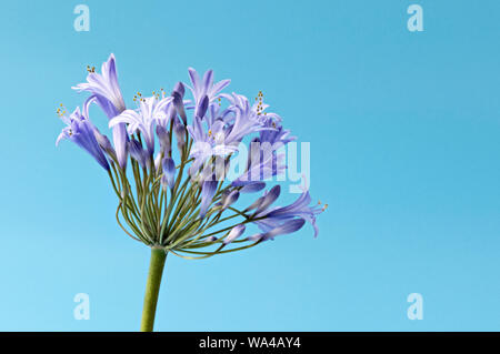 Beautiful star shaped blue Agapanthus flowers photographed against a bright blue background Stock Photo