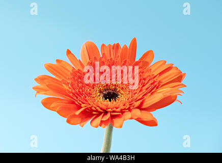 Single orange coloured Gerbera flower photographed against a blue background Stock Photo