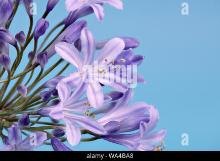 Beautiful star shaped blue Agapanthus flowers photographed against a bright blue background Stock Photo