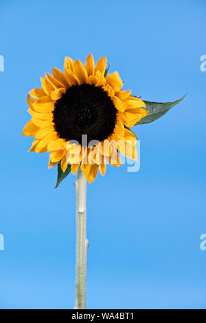Creative photograph of a single Sunflower flower pictured against a bright blue background like the sun shining in a blue sky Stock Photo