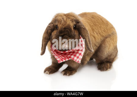 Portrait domestic rabbit wating a red checkered napkin, isolated on white background. Stock Photo