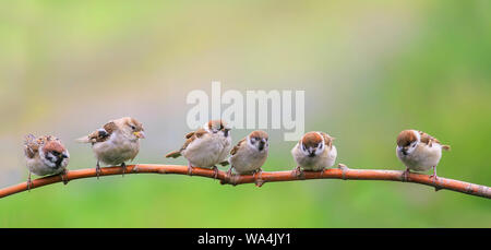 beautiful natural background with little funny Chicks Sparrow birds sitting on a branch in Sunny summer garden Stock Photo