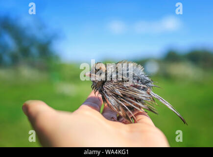 cute little rescued chick Sparrow with wet feathers stands proudly on the palm of the person in the Sunny garden Stock Photo