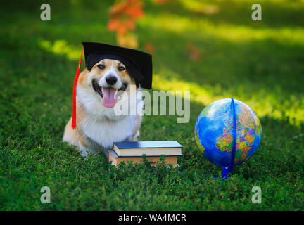 funny student dog puppy Corgi sitting in a garden on green grass with books and globe in black student Confederate hat sticking his tongue out Stock Photo