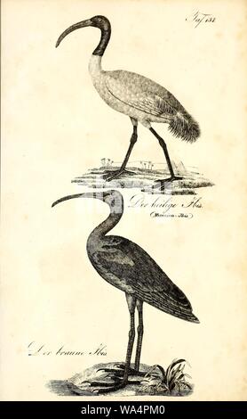 Die Naturgeschichte in getreuen Abbildungen und mit ausführlicher Beschreibung derselben (Pl. 157) Stock Photo
